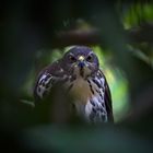 Goshawk Intensity