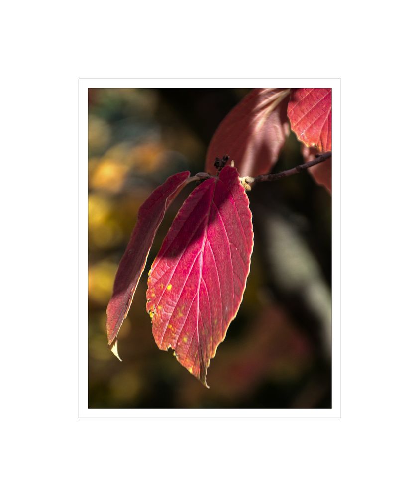 GosLarsche Herbstimpressionen