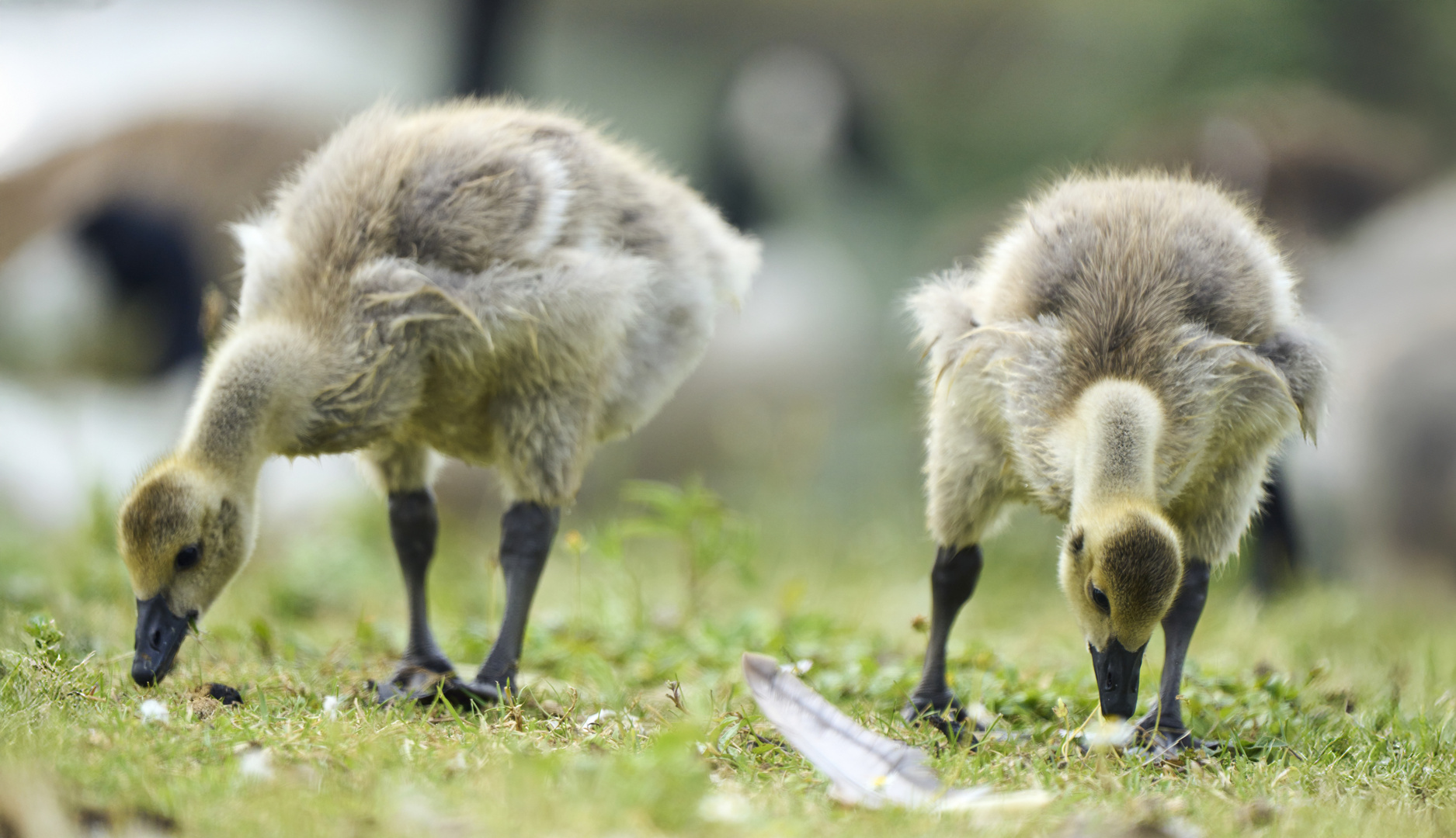 Gosling