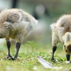 Gosling