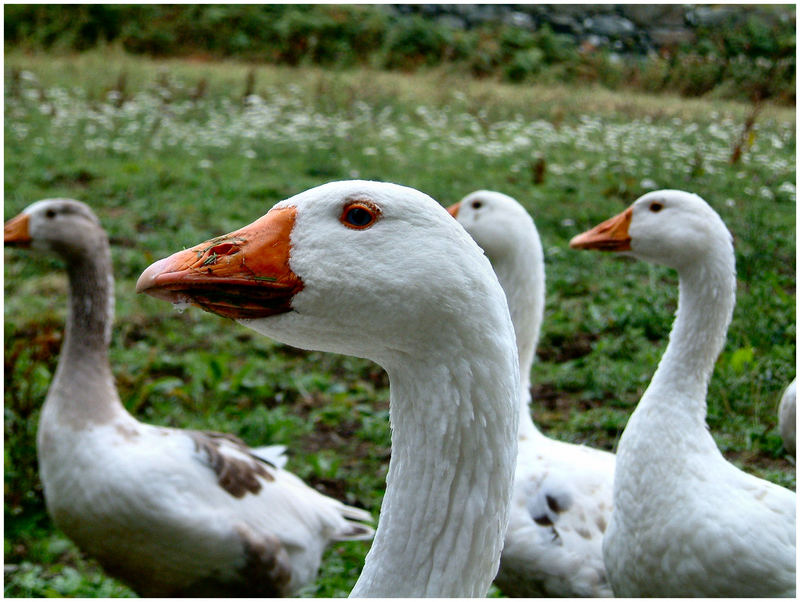 gosling portrait