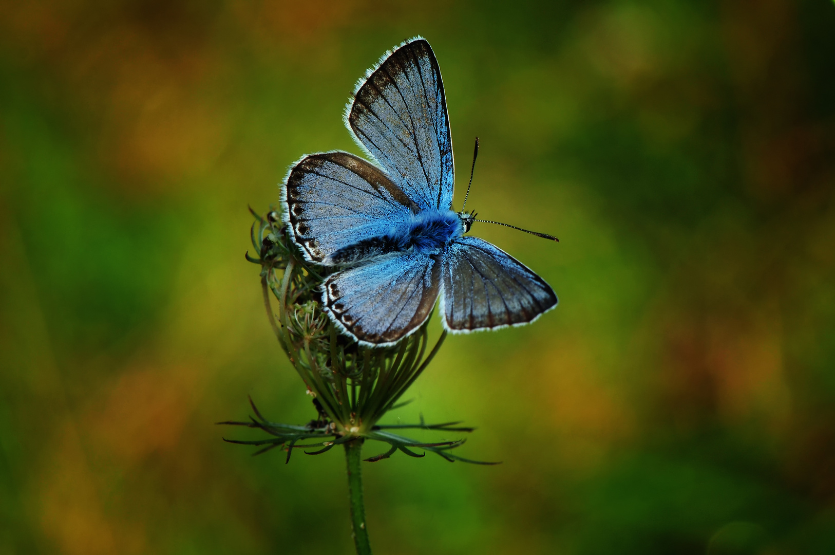 Gossamer-Winged (Lycaenidae)