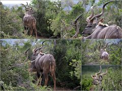 Goßer Kudu - Tragelaphus strepsiceros (Junggesellen Gruppe)