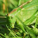 Goßes Heupferd - Tettigonia viridissima