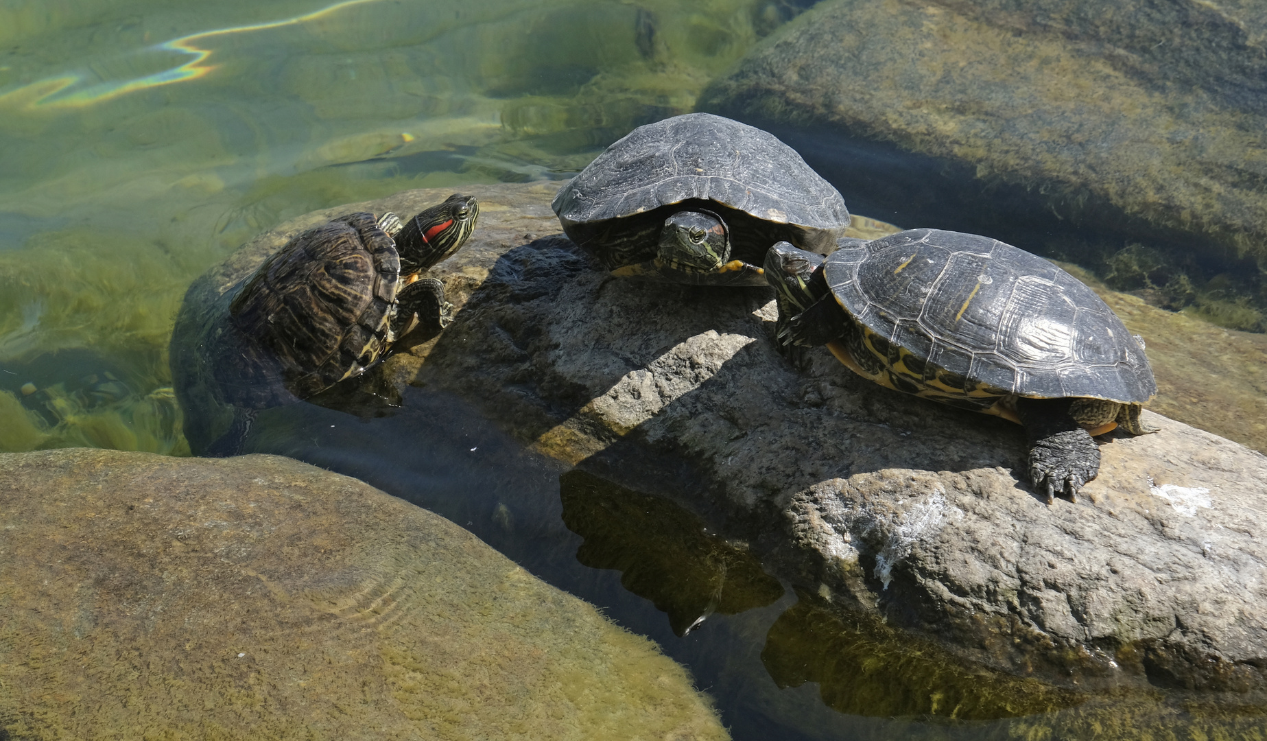 gossip turtles