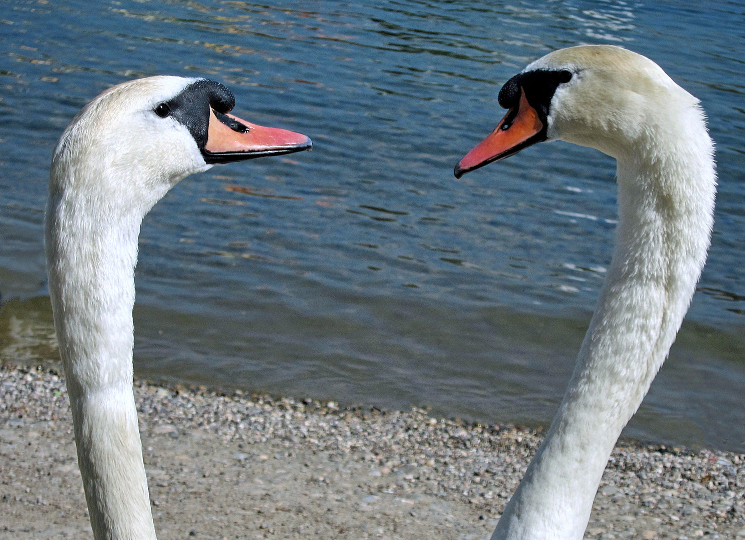 Gossiping Swans