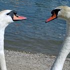 Gossiping Swans