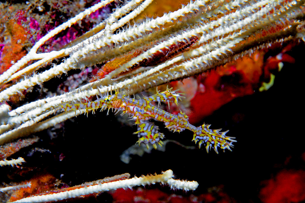 Gostpipefish in Gorgonie