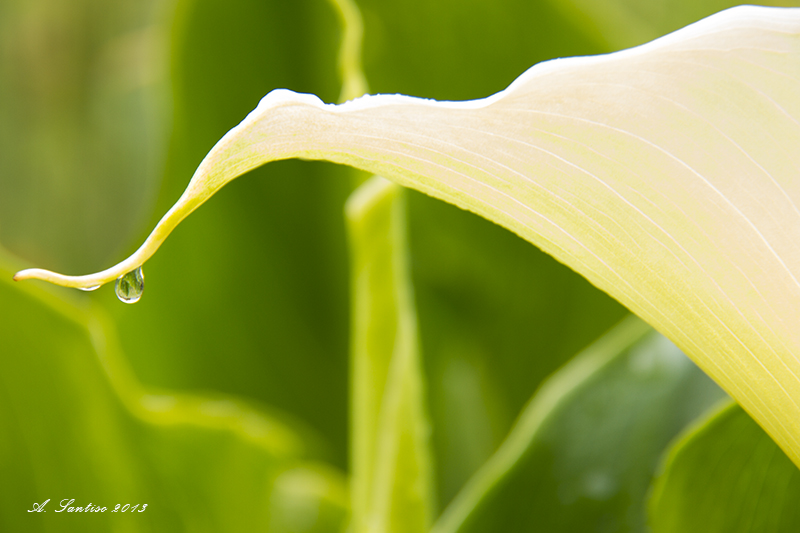 Gota a gota