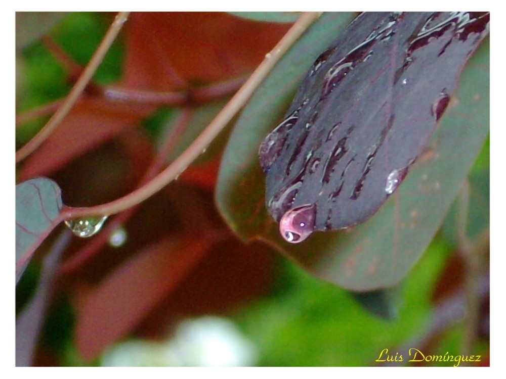 Gota de agua