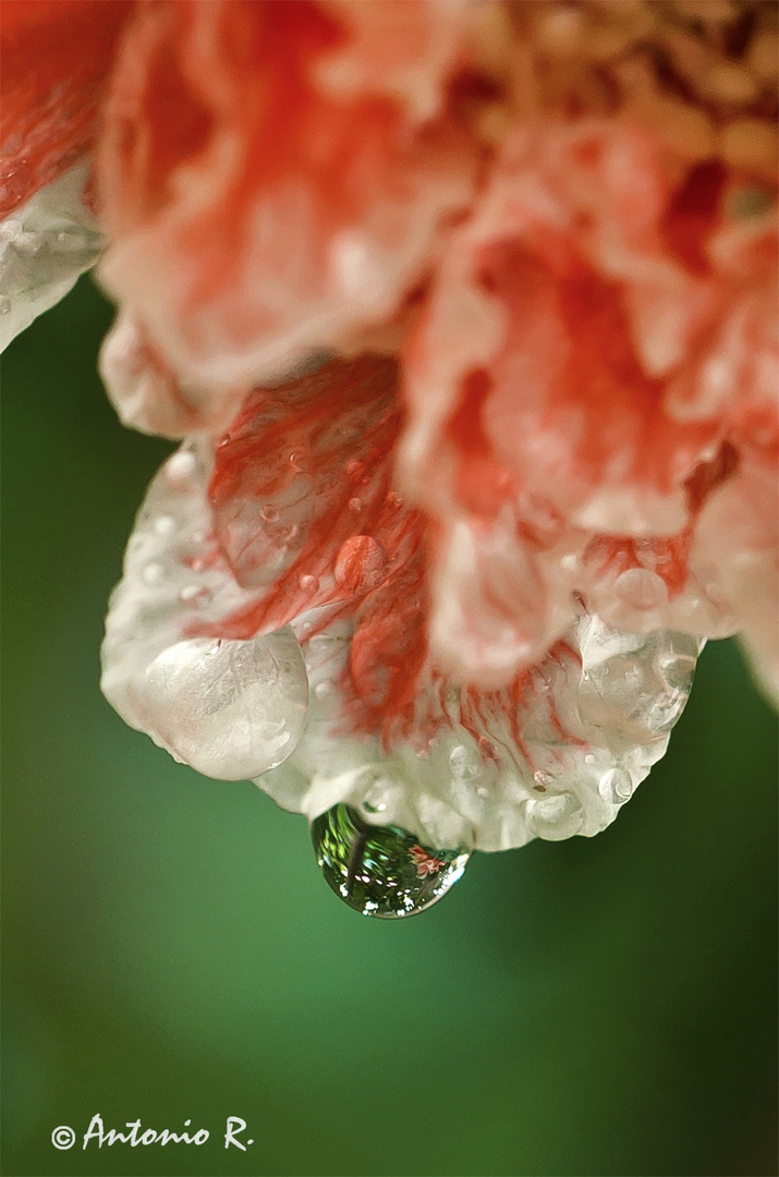 Gota de lluvia en la flor de granado ornamental