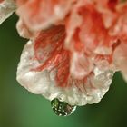 Gota de lluvia en la flor de granado ornamental