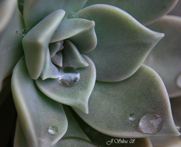 Gota de lluvia