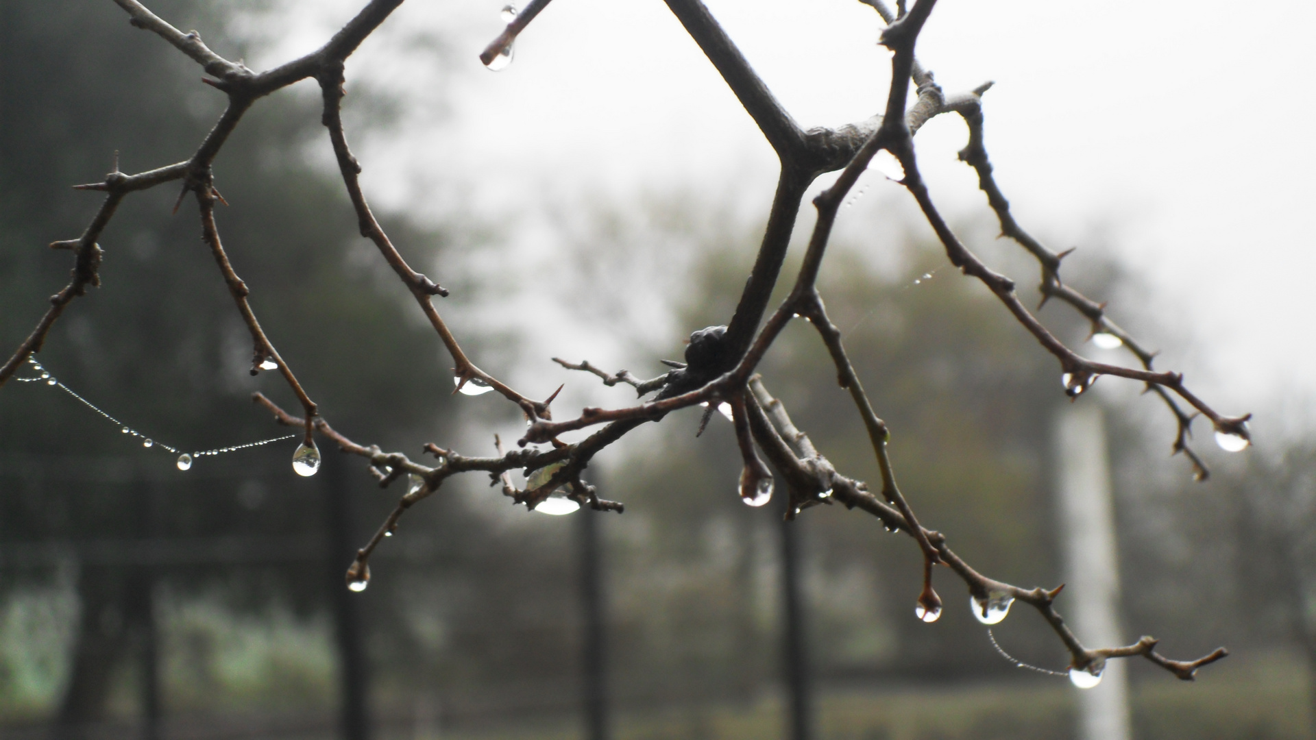 gotas colgando de una rama