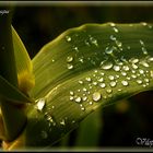 GOTAS DE AGUA