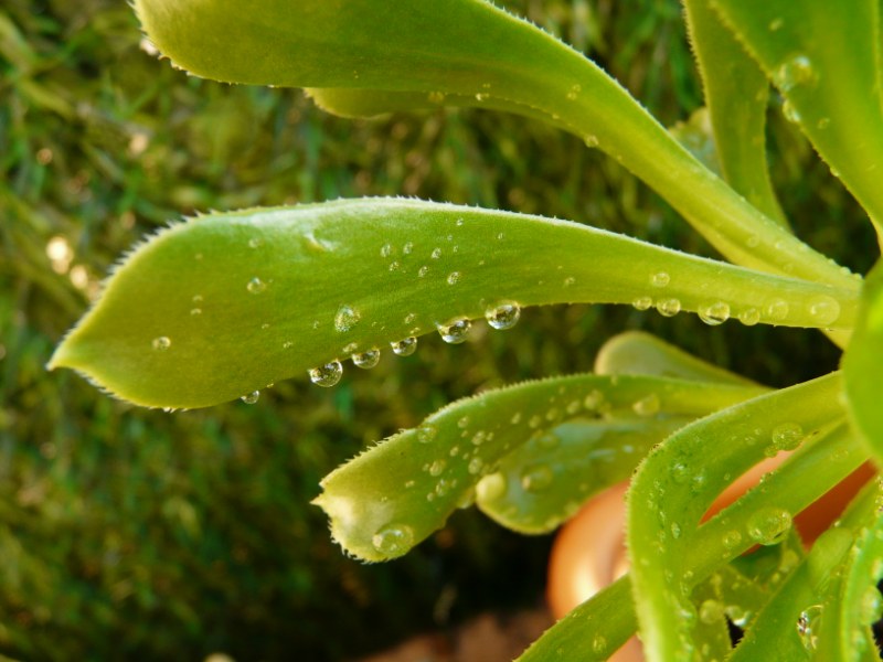 Gotas de agua