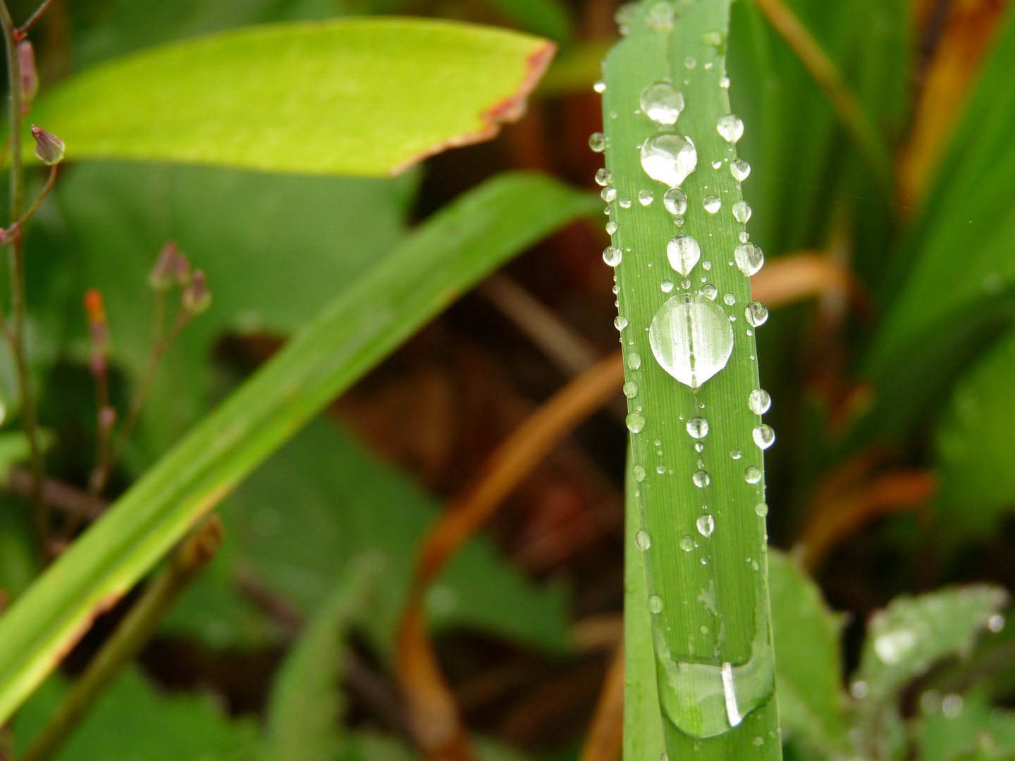 Gotas de agua