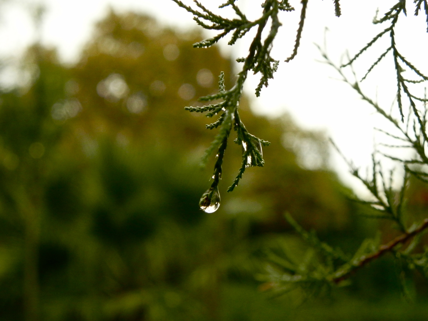 gotas de agua