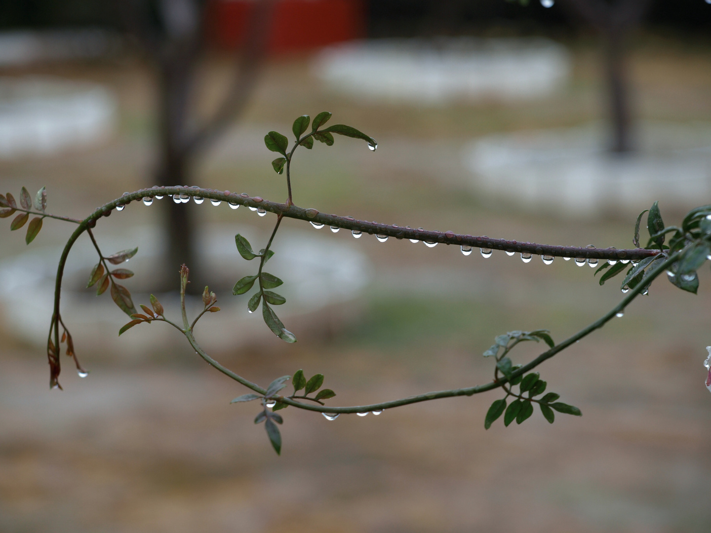 Gotas de agua