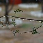 Gotas de agua