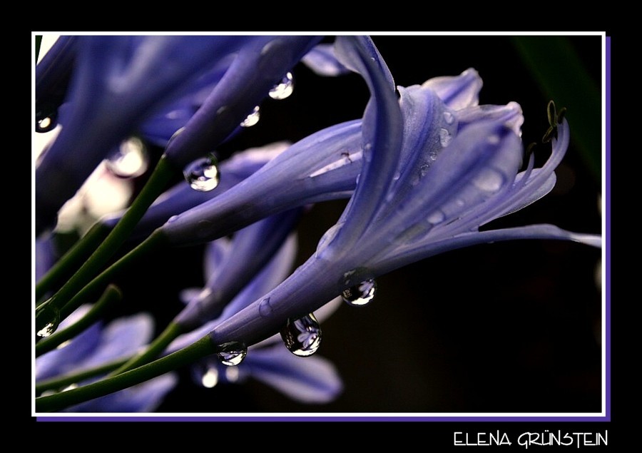 Gotas de agua con flores