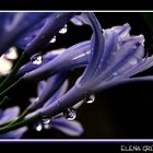 Gotas de agua con flores