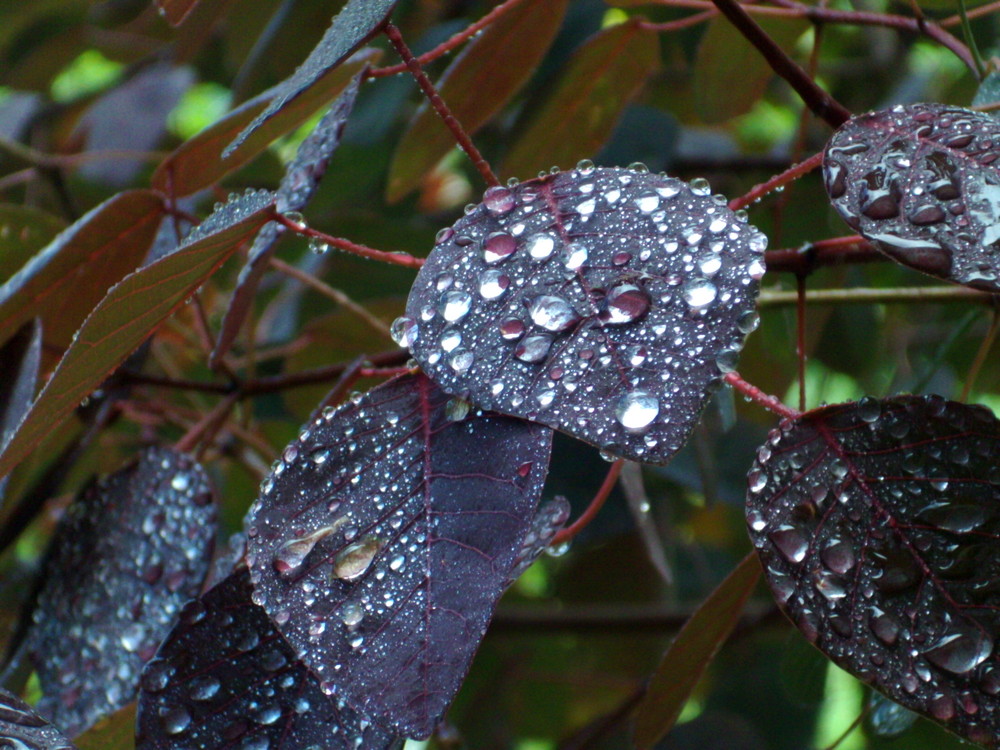 Gotas de agua