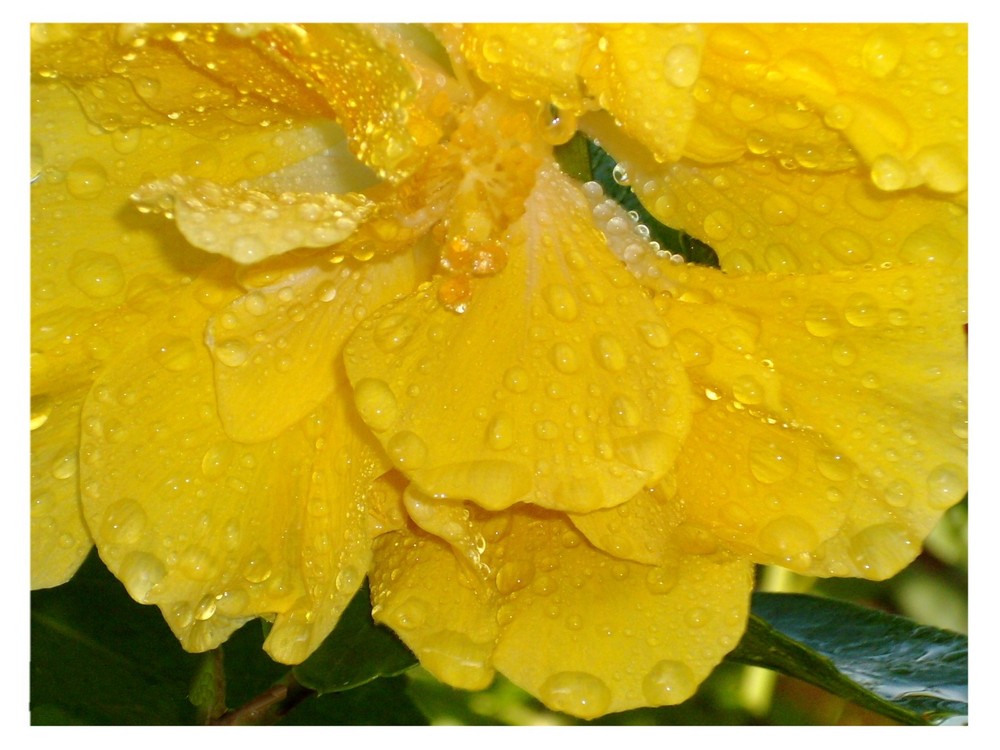 Gotas de agua en la Cayena