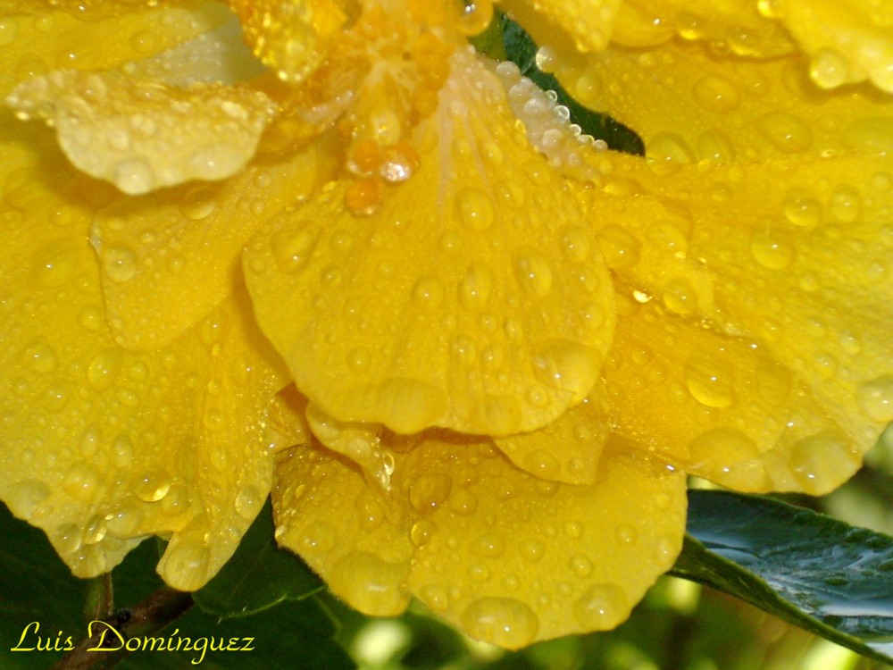 Gotas de agua en la Cayena II