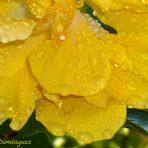 Gotas de agua en la Cayena II