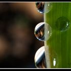 Gotas de agua en una hoja.