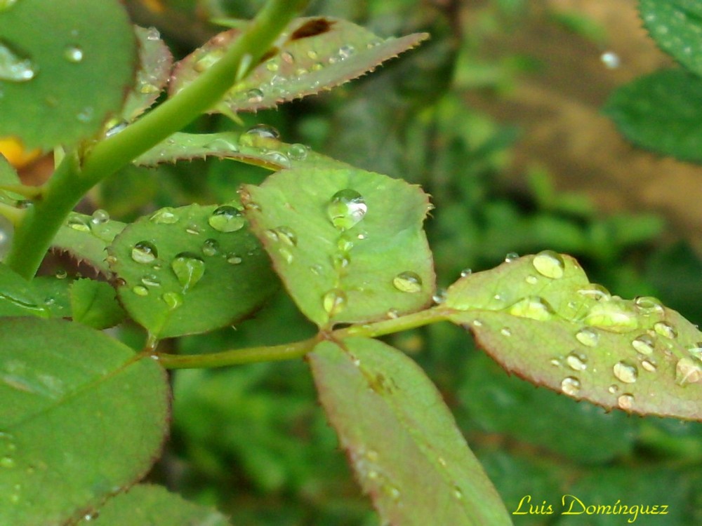 Gotas de Agua VIII