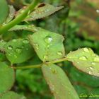 Gotas de Agua VIII