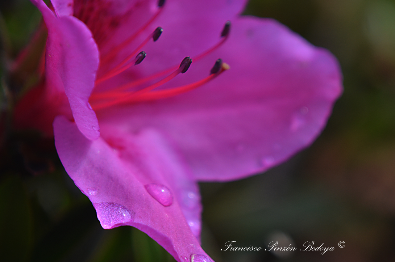 Gotas de Azalea