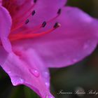 Gotas de Azalea