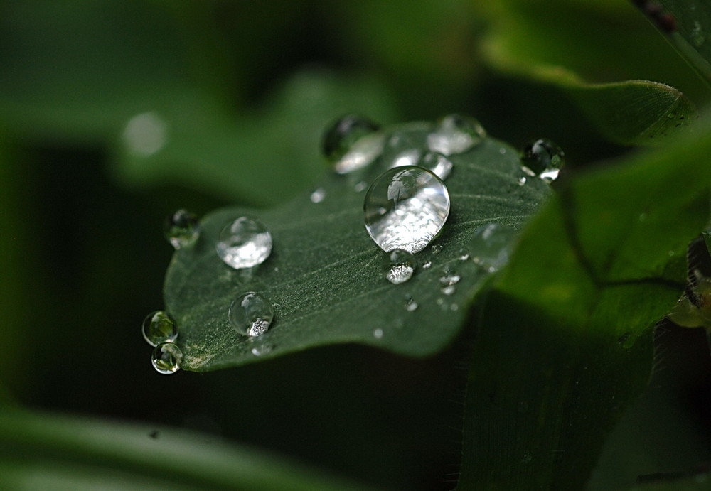 gotas de belleza...