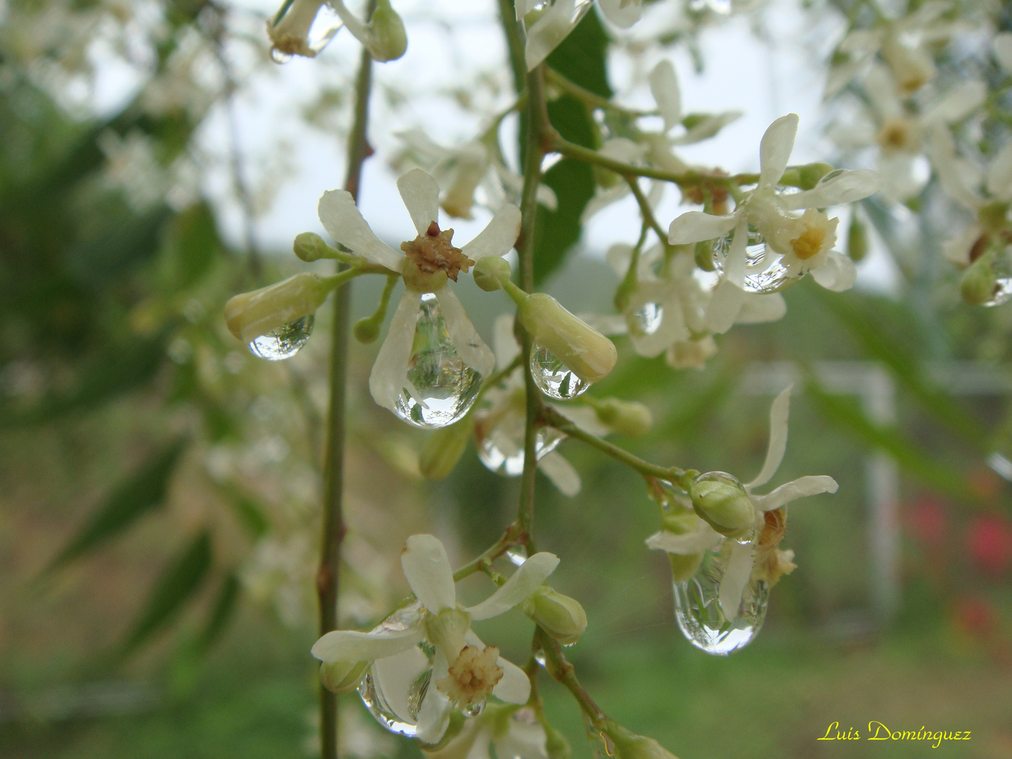 Gotas de Lluvia