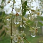 Gotas de Lluvia