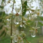 Gotas de Lluvia