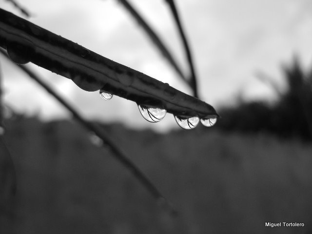 Gotas de Lluvia