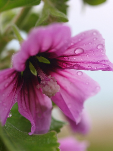 gotas de lluvia