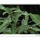 Gotas de lluvia