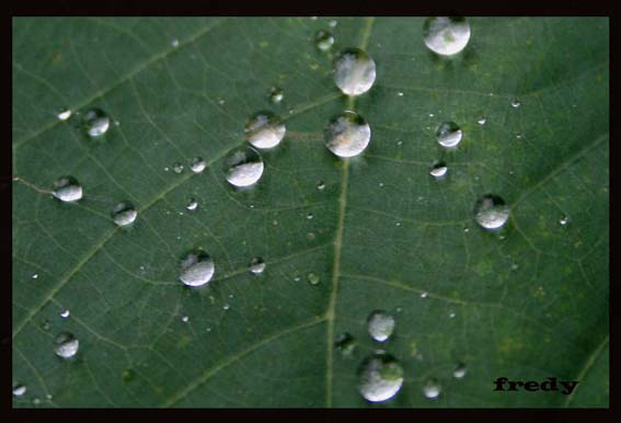 GOTAS DE LLUVIA