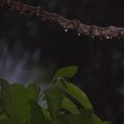 Gotas de lluvia al anochecér