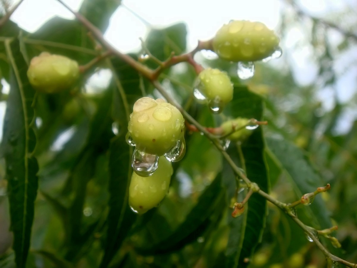 Gotas de Lluvia