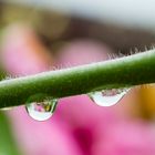 Gotas de lluvia en el girasol