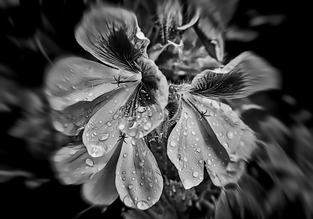 Gotas de Lluvia en el Jardín