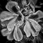 Gotas de Lluvia en el Jardín