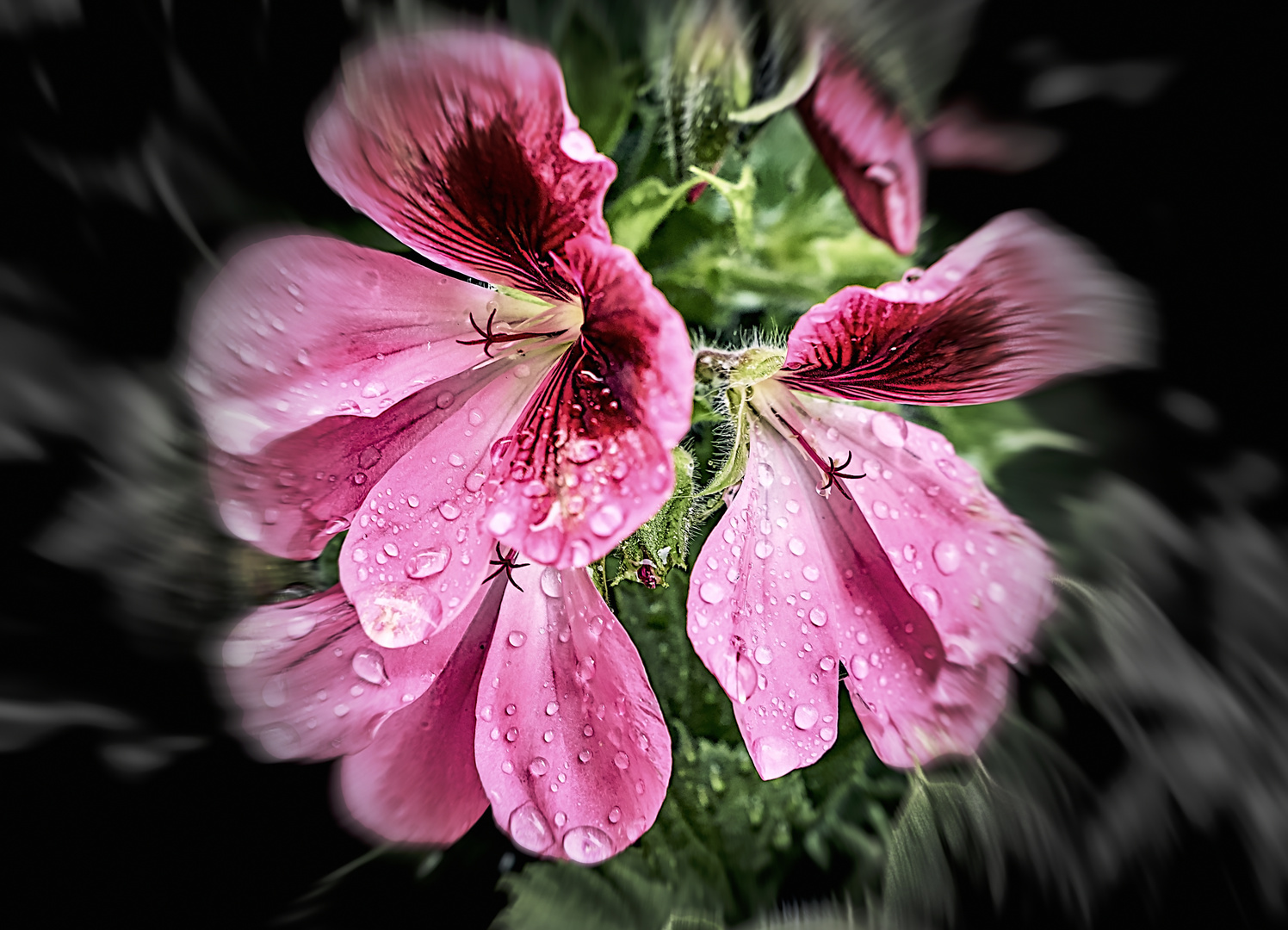 Gotas de Lluvia en mi Jardín