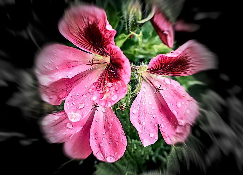 Gotas de Lluvia en mi Jardín